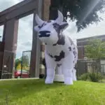 Mascotte gonflable vache