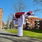 vache gonflable msg global